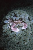 Hiroya Minakuchi - Spotted Anemone Crab living in Sea Anemone tentacles, Sulu Sea, Borneo