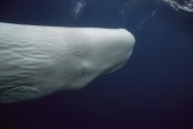 Hiroya Minakuchi - Sperm Whale white morph portrait, Azores Islands, Portugal