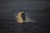 Hiroya Minakuchi - Humpback Whale breaching, southeast Alaska