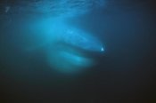 Hiroya Minakuchi - Blue Whale filter feeding,  Sea of Cortez, Mexico