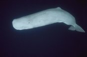 Hiroya Minakuchi - Sperm Whale white morph portrait,  Azores Islands, Portugal