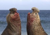 Hiroya Minakuchi - Southern Elephant Seal males competing, Falkland Islands