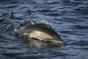 Hiroya Minakuchi - Short-beaked Common Dolphin surfacing, Sea of Cortez, Baja, Mexico