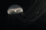 Hiroya Minakuchi - Crystal Jellyfish , North Pacific Ocean