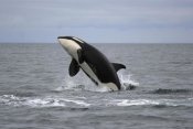 Hiroya Minakuchi - Orca breaching, Prince William Sound, Alaska