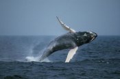 Hiroya Minakuchi - Humpback Whale breaching, Stellwagen Bank NMS, Cape Cod, Massachusetts