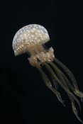 Hiroya Minakuchi - Papuan Jellyfish , Japan