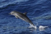 Hiroya Minakuchi - Spinner Dolphin jumping, Ogasawara Island, Japan