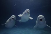 Hiroya Minakuchi - Beluga whale trio calling, vulnerable, Shimane Aquarium, Japan