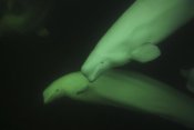 Hiroya Minakuchi - Beluga pair, Churchill, Manitoba, Hudson Bay, Canada
