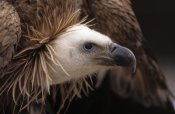 Duncan Usher - Griffon Vulture adult portrait, Europe