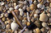 Jan Vermeer - Selection of bivalve shells