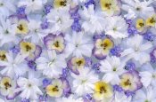 Jan Vermeer - Close up of white and purple flower arrangement