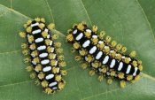 Ingo Arndt - Cup Moth two caterpillars on leaf