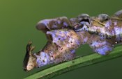 Ingo Arndt - Nymphalid Butterfly caterpillar