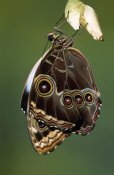 Ingo Arndt - Blue Morpho butterfly, adult emerging from chrysalis