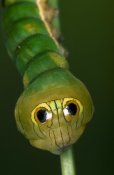 Ingo Arndt - Dead-leaf Moth caterpillar exhibiting false eye spots