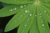 Duncan Usher - Water droplets on green leaves, Europe