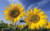 Ingo Arndt - Common Sunflower field, Europe