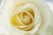 Jan Vermeer - Rose close up of white Rose in bloom