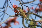 Konrad Wothe - Five-striped Palm Squirrel in tree, Guindy National Park, India