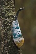 Konrad Wothe - Lantern Bug , North Andaman Islands, India