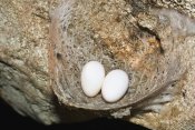 Konrad Wothe - Edible-nest Swiftlet nest with eggs, North Andaman Islands, India