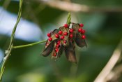 Konrad Wothe - Seeds of a tropical plant, India
