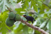 Konrad Wothe - Hill Myna feeding on papaya, Havelock Island, India