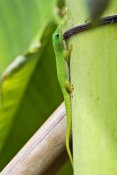 Konrad Wothe - Andaman Day Gecko , India