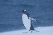 Tui De Roy - Gentoo Penguin in snow storm, Antarctica