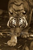 San Diego Zoo - Bengal Tiger approaching, native to India - Sepia