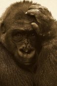 San Diego Zoo - Western Lowland Gorilla with hand on head, native to Africa - Sepia