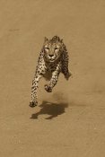 San Diego Zoo - Cheetah running, native to Africa - Sepia