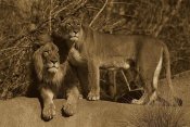 San Diego Zoo - African Lion male and African Lioness, native to Africa - Sepia