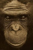 San Diego Zoo - Bonobo portrait, native to Africa - Sepia