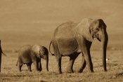 Tim Fitzharris - African Elephant mother and calf, Kenya - Sepia