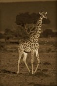 Tim Fitzharris - Giraffe portrait, Kenya - Sepia