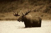 Tim Fitzharris - Moose male raising its head while feeding in lake, North America - Sepia