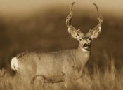 Tim Fitzharris - Mule Deer male in dry grass, North America - Sepia