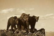 Tim Fitzharris - Grizzly Bear with two one-year-old cubs, North America - Sepia