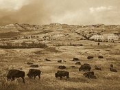 Tim Fitzharris - American Bison herd grazing on praire, Theodore Roosevelt NP, North Dakota - Sepia