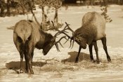 Konrad Wothe - Elk bulls fighting in the snow, Yellowstone National Park, Wyoming - Sepia