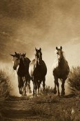 Konrad Wothe - Horse group of four approaching camera, Oregon - Sepia