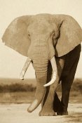 Gerry Ellis - African Elephant bull, Amboseli National Park, Kenya - Sepia