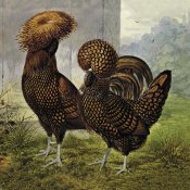 Lewis Wright - Chickens: Gold Spangled Polish