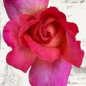 Jenny Thomlinson - Spring Roses I