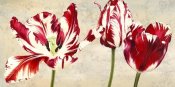 Luca Villa - Tulipes Royales