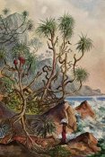 Ernst Haeckel - Pandanus bei Matura Schraubenpalmen an der Südküste von Ceylon