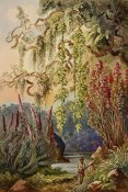 Ernst Haeckel - Nillu-Büsche und Hängebambusen Hochland von Ceylon